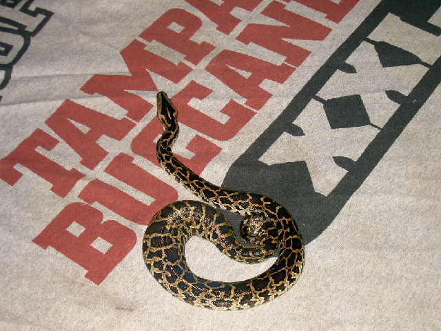 my baby with the bad tail