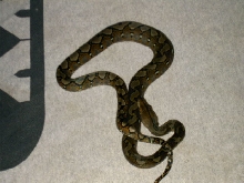 another good picture of my retic