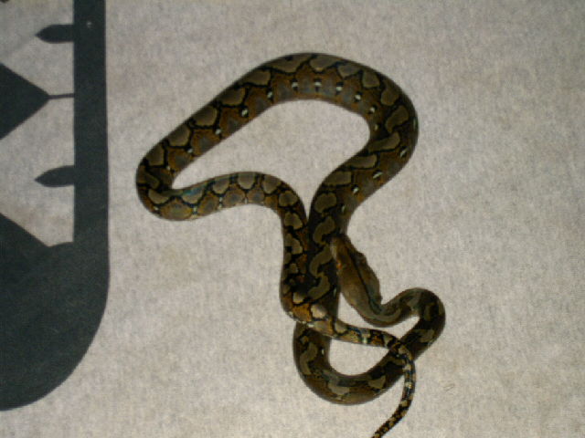 another good picture of my retic