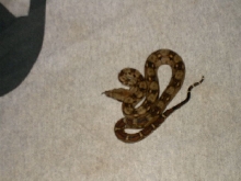 her boa