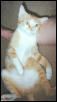 jakiecat