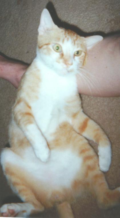 jakiecat