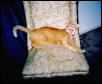 Yuck, a hairball!!
