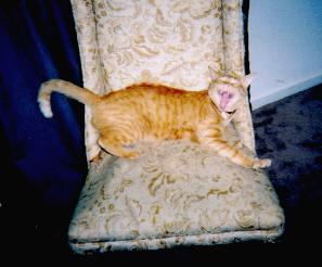 Yuck, a hairball!!