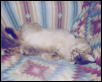 The Gimpster- asleep