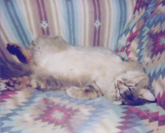 The Gimpster- asleep