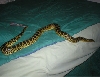 my yellow