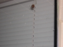 The Brown Spider