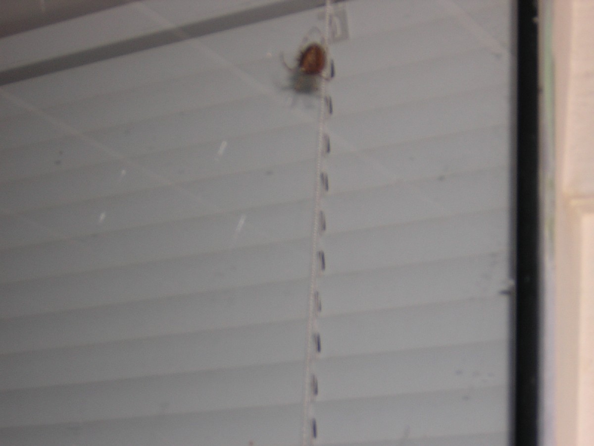 The Brown Spider
