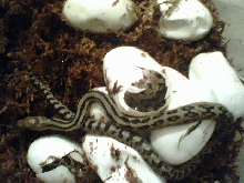 lineaticollis hatching