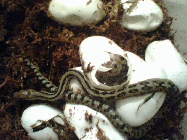 lineaticollis hatching