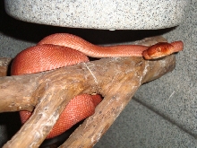 yearling red amazon female