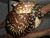 bredli female