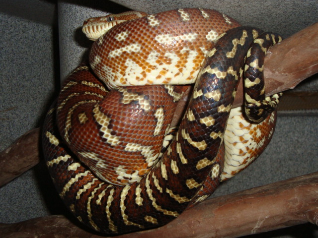 bredli female