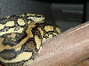 tiger carpet male