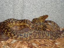 female timor