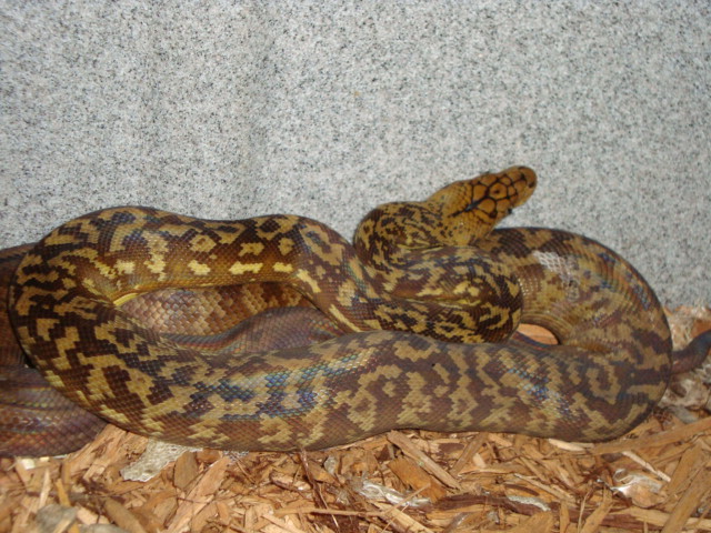 female timor