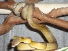 male nauta