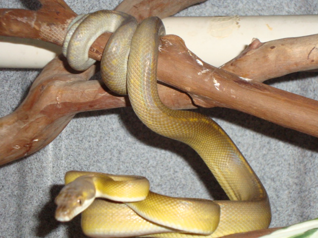 male nauta