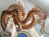 woma breeding
