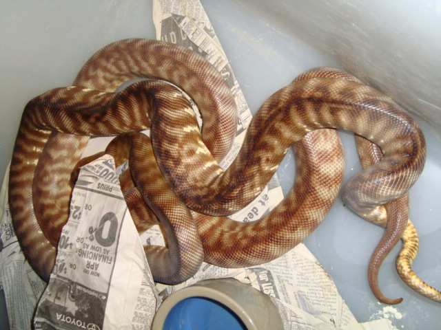 woma breeding