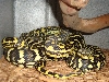 jungle pair