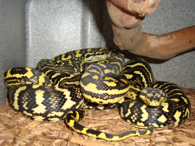 jungle pair