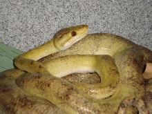 yellow amazon male