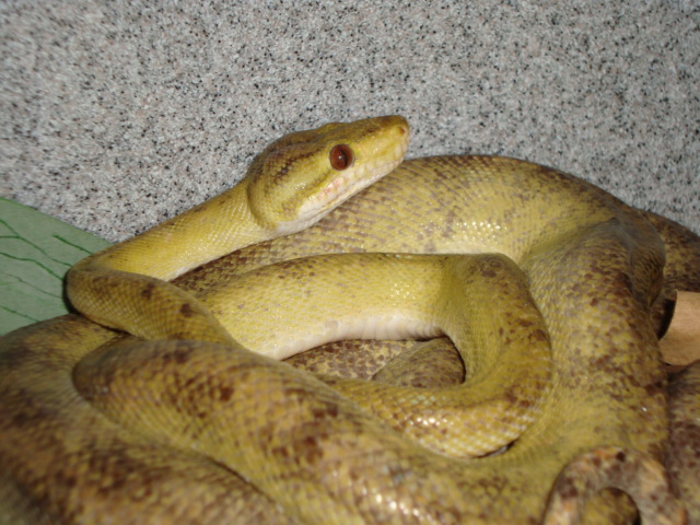 yellow amazon male