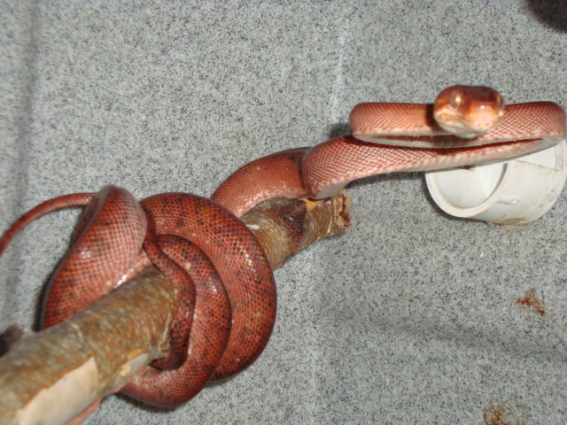 red amazon male