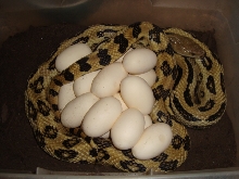 lineaticollis on eggs 09