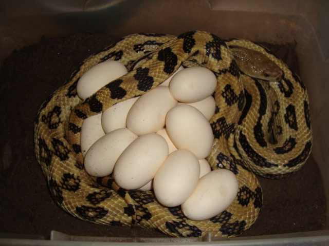 lineaticollis on eggs 09