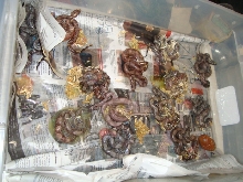 litter 09 blood boas