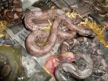 pewter boa