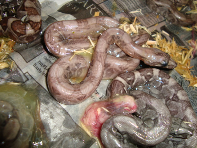 pewter boa