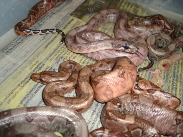 blood boa