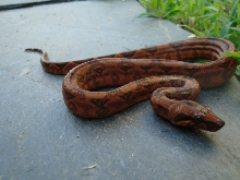 blood boa