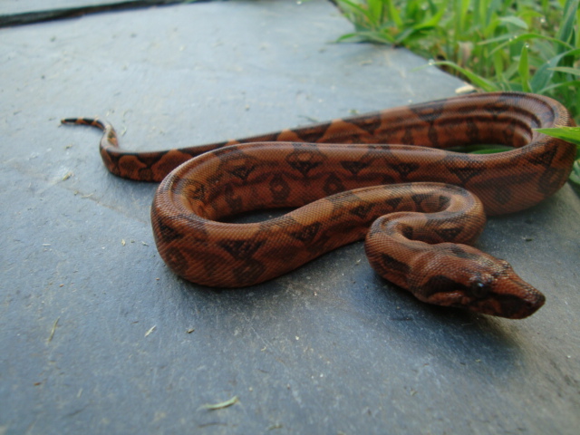 blood boa