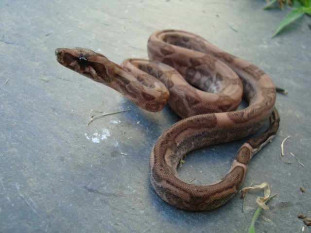 pewter boa shed