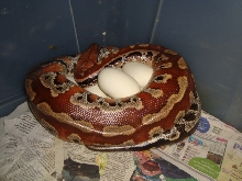 blood on eggs