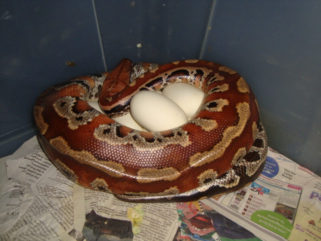 blood on eggs
