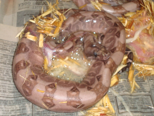 blood boa 2010