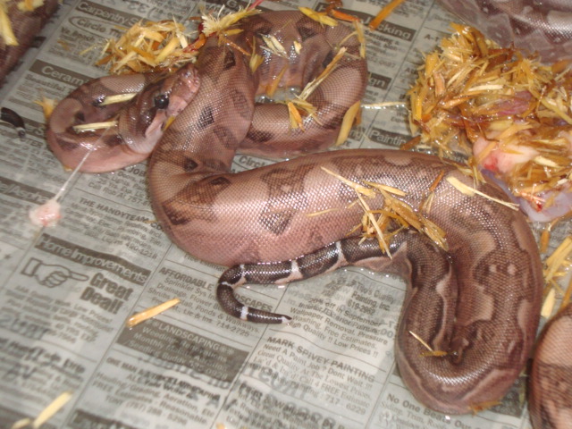 blood boa 2010