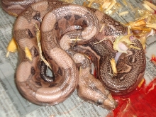 striped blood boa