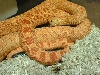 albino red bullsnake
