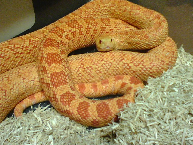 albino red bullsnake