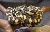 queensland female
