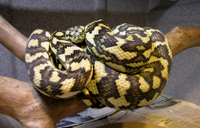 queensland female