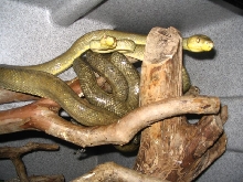 trinidad tree boas