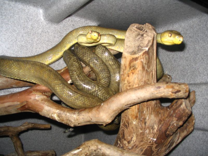 trinidad tree boas